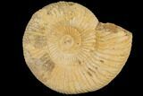 Perisphinctes Ammonite - Jurassic #100232-1